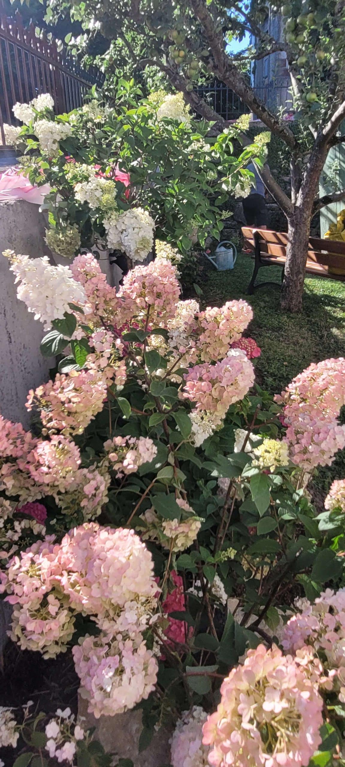 vanille fraise hydrangea